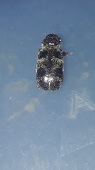 Enoclerus viduus