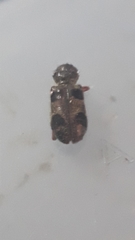 Enoclerus viduus