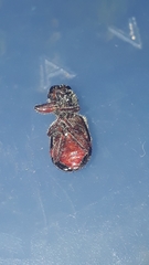 Enoclerus viduus