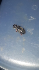 Enoclerus viduus