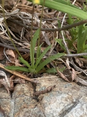 Erythranthe linearifolia