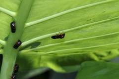 Okiscarta uchidae
