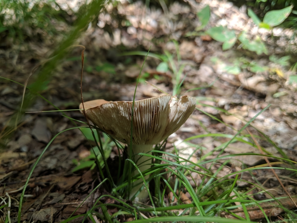 brittlegills from Salt Creek Township, IN, USA on August 16, 2020 at 02 ...