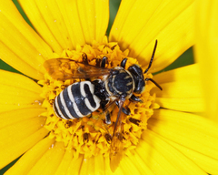 Triepeolus helianthi