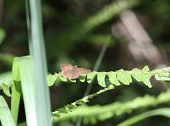 Seseria formosana