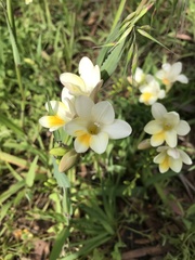 Freesia leichtlinii