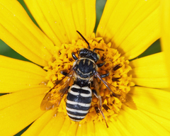 Triepeolus helianthi