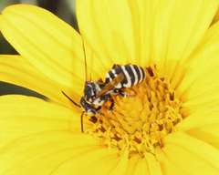 Triepeolus helianthi