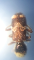 Enoclerus bombycinus