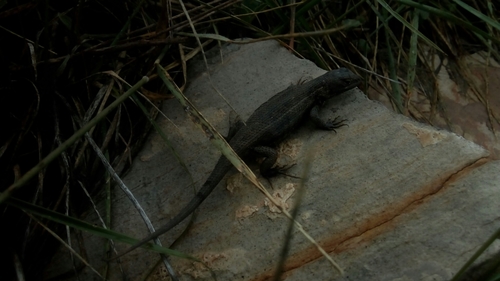 Sceloporus samcolemani