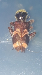 Enoclerus bombycinus