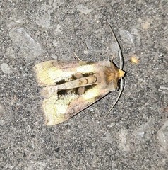 Diachrysia chrysitis