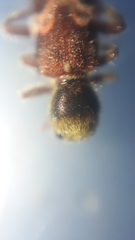 Enoclerus bombycinus