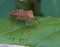 Anasa repetita