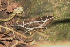 Mesastrape fulguraria