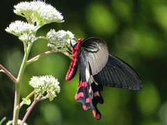 Byasa polyeuctes termessus