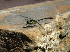 Sinogomphus formosanus