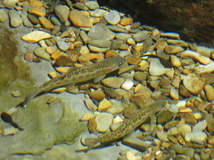 Oncorhynchus masou formosanus
