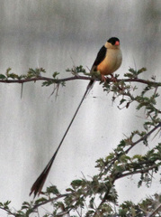 Shaft-Tailed Whydah photo 3