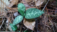 Goodyera schlechtendaliana