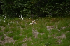 Vulpes vulpes cascadensis