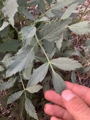 Angelica tomentosa