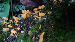 Favolaschia calocera