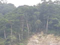 Tsuga chinensis