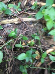 Dacrycarpus dacrydioides