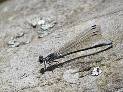Bayadera brevicauda