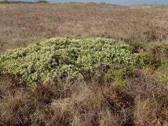 Baccharis pilularis pilularis