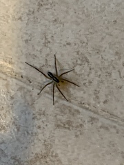 Lycosidae