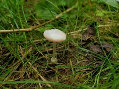 Volvariella pusilla