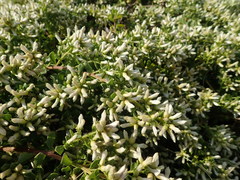 Baccharis pilularis pilularis