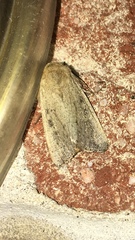 Leucania pseudargyria