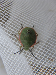Chlorochroa persimilis