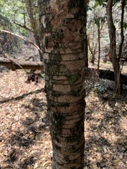 Sclerocroton integerrimus