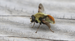 Sericomyia flagrans
