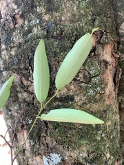 Sclerocroton integerrimus