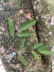 Sclerocroton integerrimus