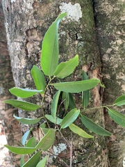 Sclerocroton integerrimus