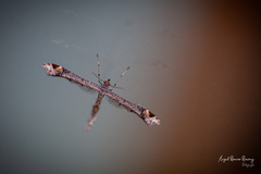 Anstenoptilia