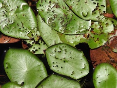 Polypedilum braseniae