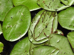 Polypedilum braseniae