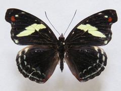 Catonephele numilia esite