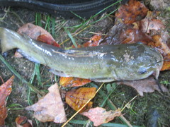 Ameiurus brunneus
