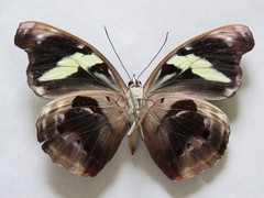 Catonephele numilia esite