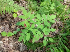 Actaea × ludovicii