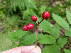 Actaea × ludovicii