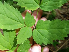 Actaea × ludovicii